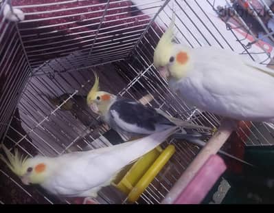بيع طيور كوكتيل جميع الاعمار