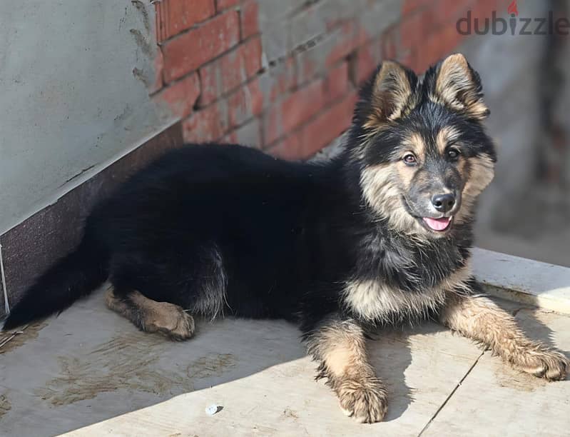 German shepherd 1