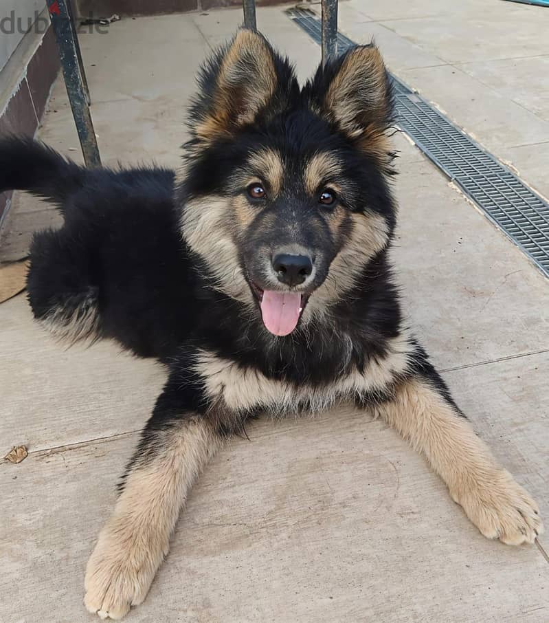 German shepherd 2