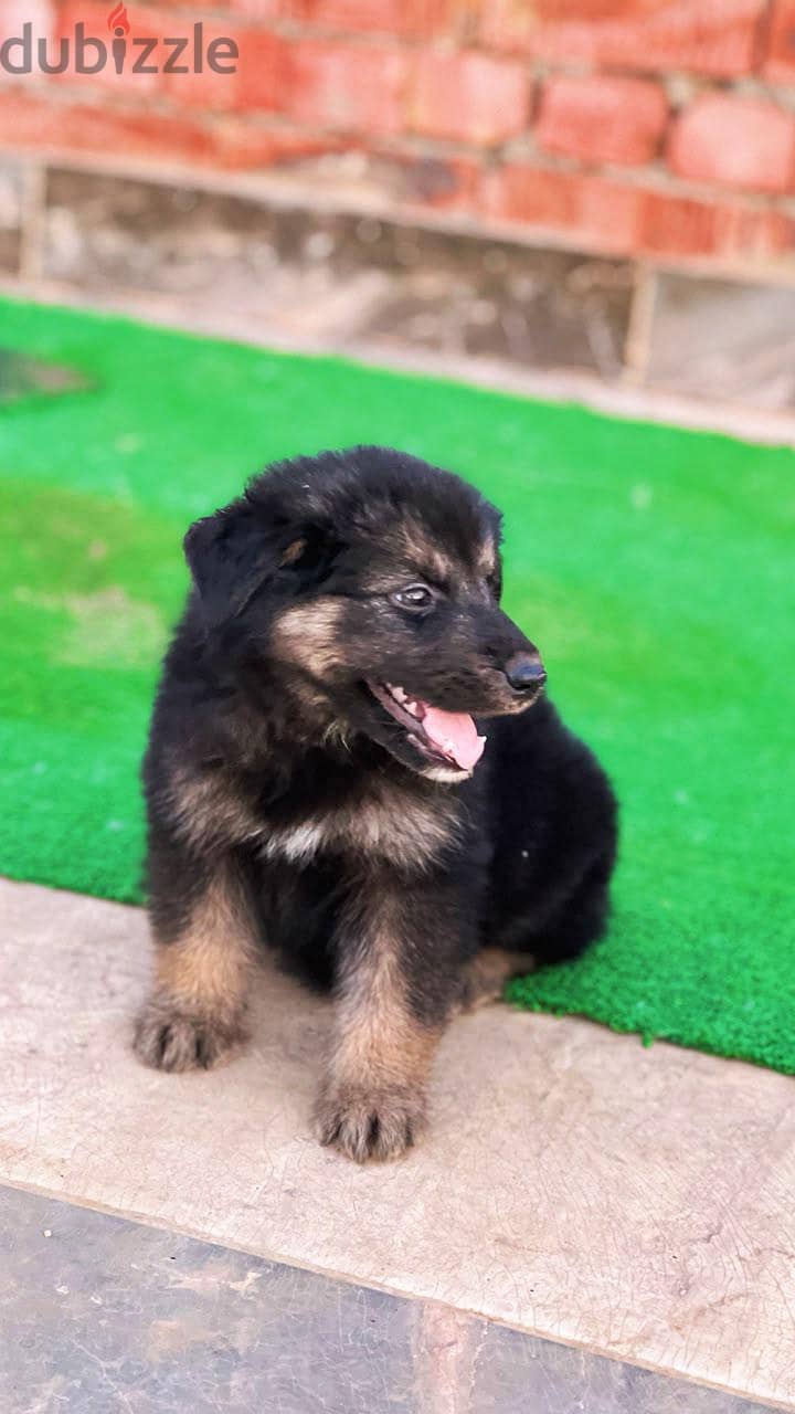 German shepherd 3