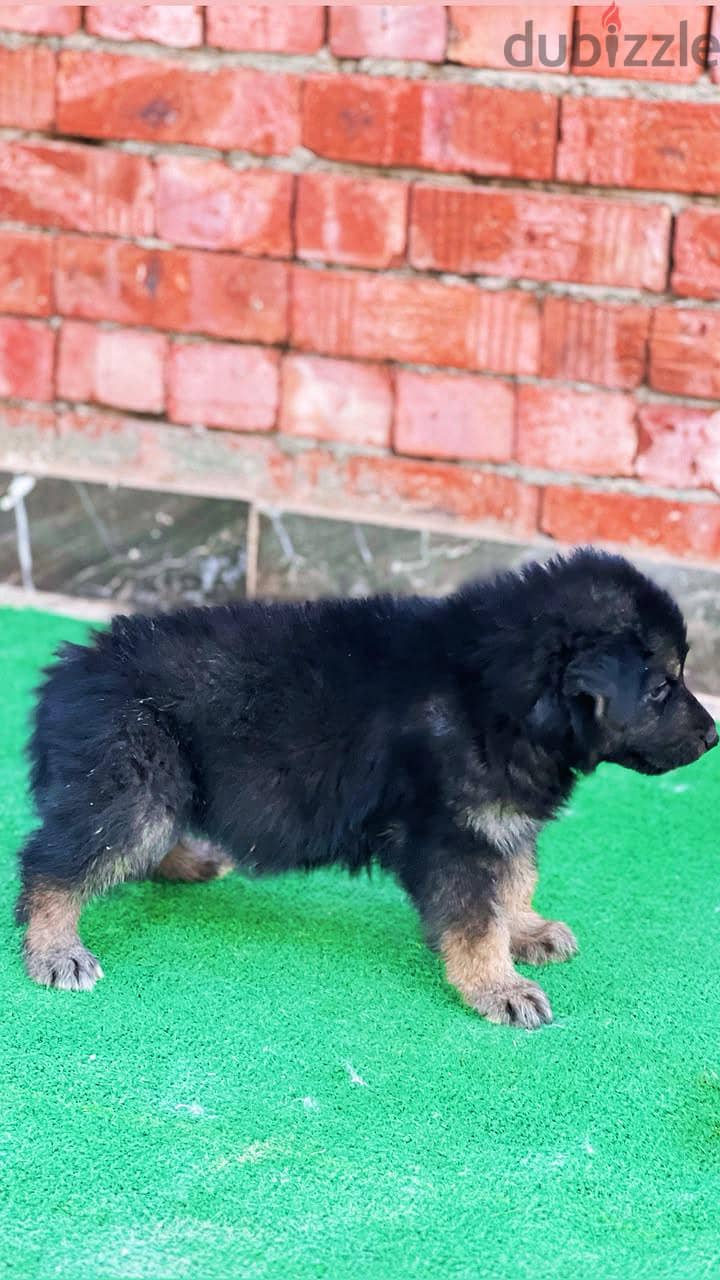 German shepherd 4
