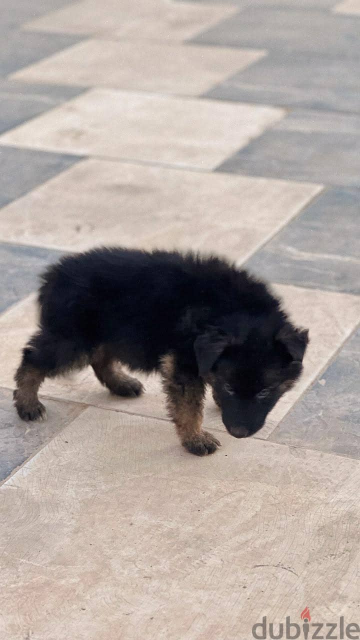 German shepherd 5