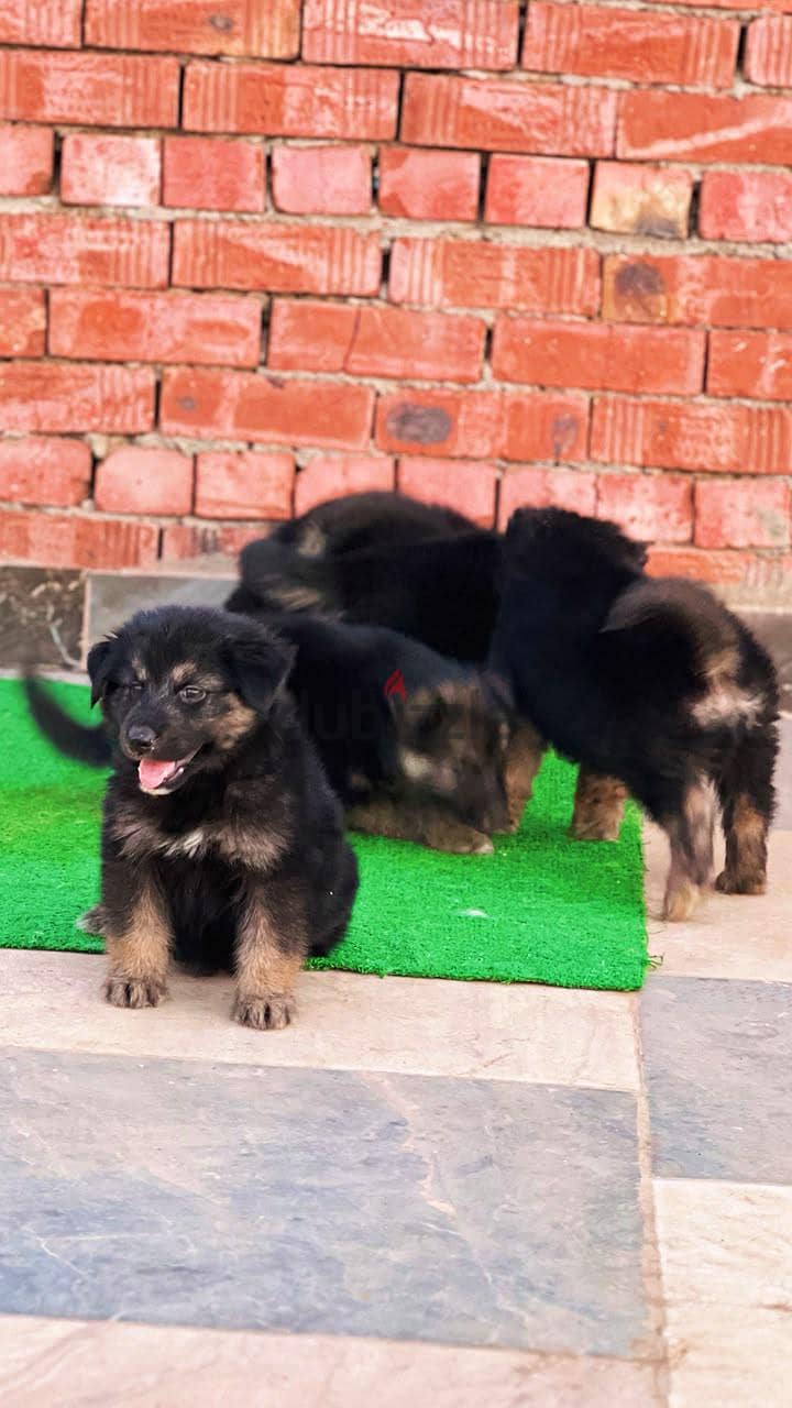 German shepherd 6