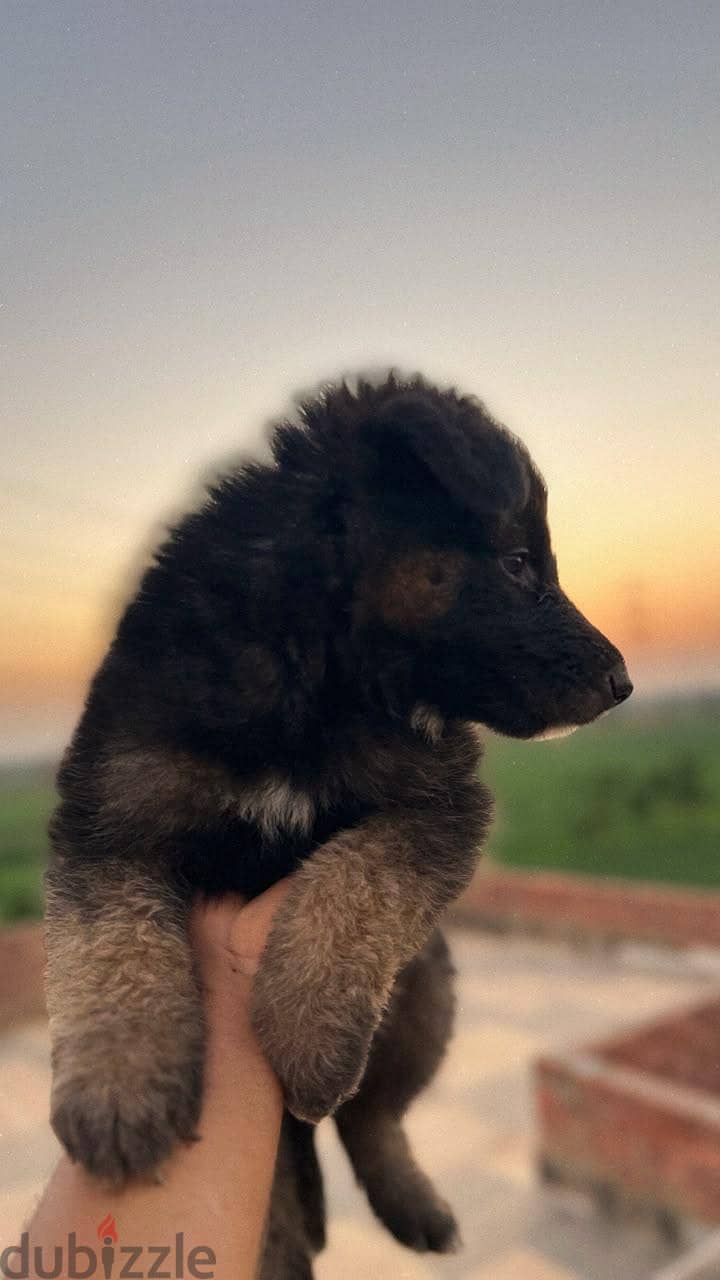 German shepherd 7