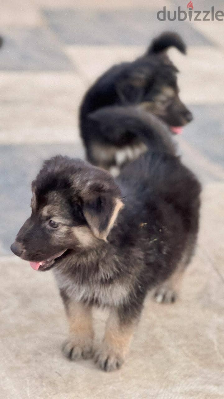 German shepherd 9