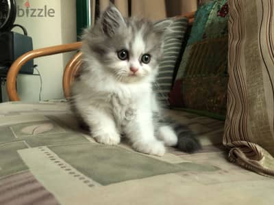 Shirazi male kitten قط ذكر شيرازي