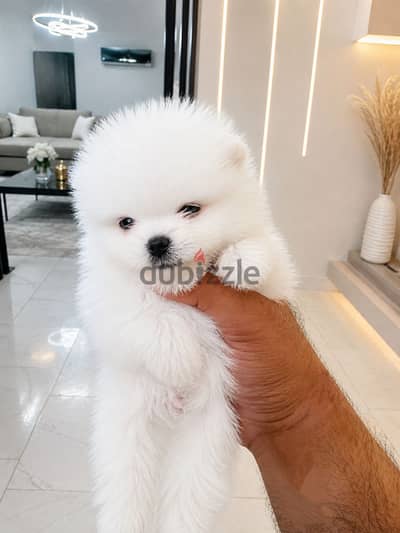 Pomeranian puppies available teddy bear Pomeranian puppies available teddy bear