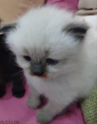 قطه سيامي صغيره للبيع