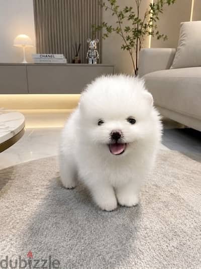 White poneranian puppy