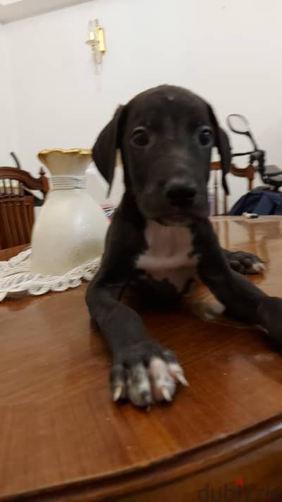 جريت دان great dane