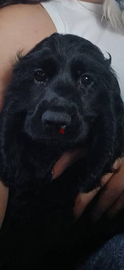 Crocker puppies for sale