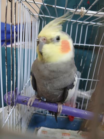كوكتيل للبيع