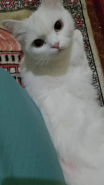 الشرقيه