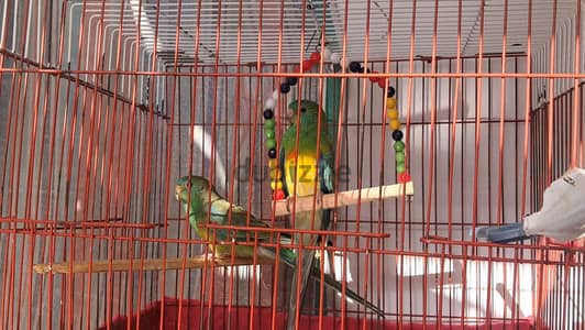 ريدرام