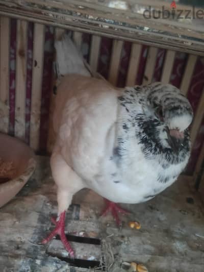 حمام كينج