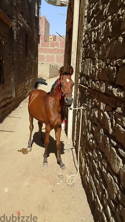 مهر اخطار ومبايعه