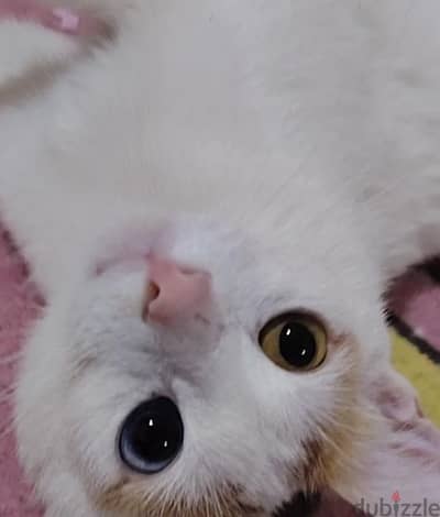 قطة بلدي للتبني
