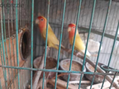 قص روز جابانيز شغال