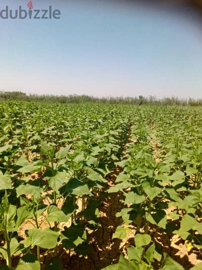 ١٦  فدان أرض زراعية بها فيلا مبنيه و بيت فلاح وبها ترخيص ١٥٠٠ متر مبان