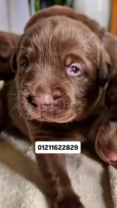 Chocolate Labrador puppies اجمل جراوي لابرادور