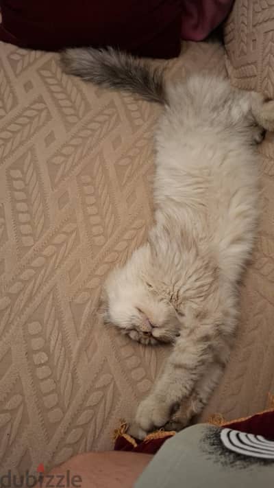قطه للتبني
