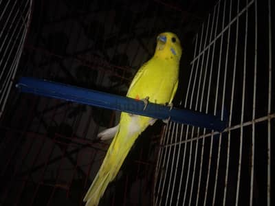 عصفور