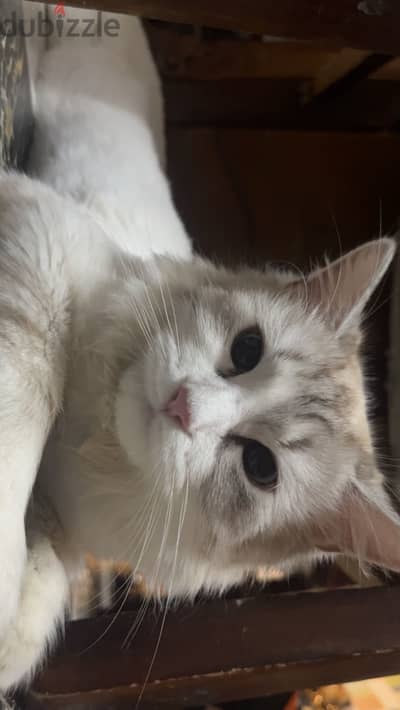 Female persian