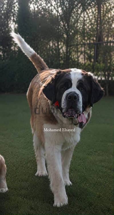 انثي سانت برنارد . . female saint bernard