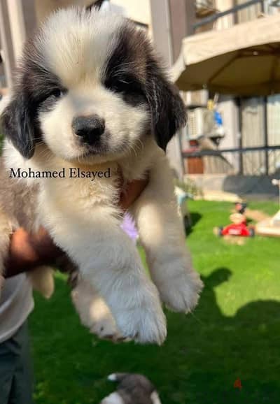 جراوي سانت برنارد . . saint bernard puppies