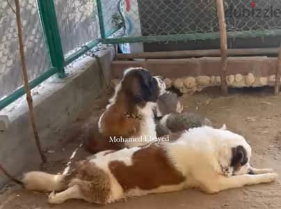 انثي سانت برنارد . . female saint bernard