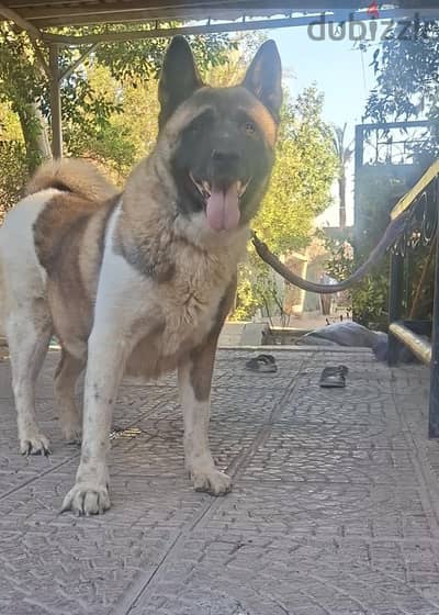American akita