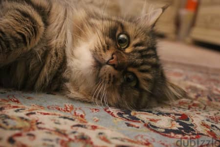 Very friendly male serbain cat for adoption