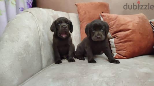 Labrador chocolate 40 day لابرادور شوكلت