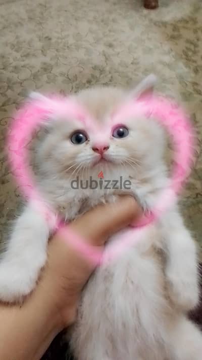 قط شيرازي للبيع عمره شهر ونص