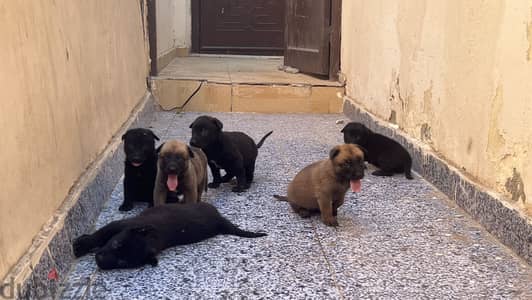 جراوي ملينواا
