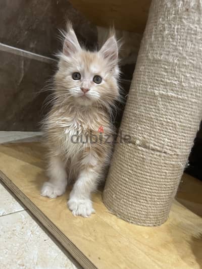 Kitten male Maine coon purebreed