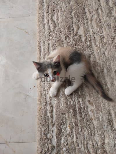 قطة للتبني