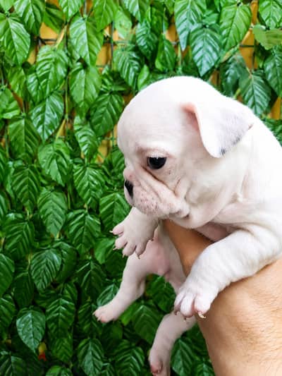 french bulldog - فرينش بولدوج