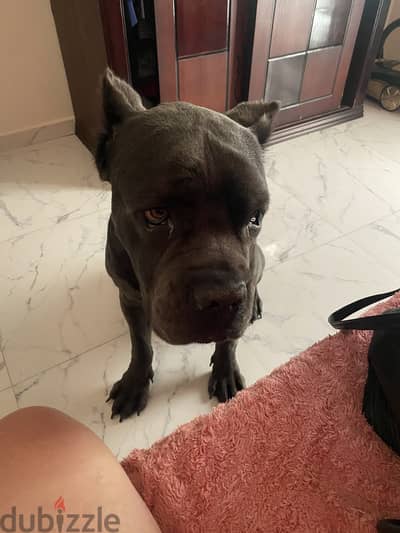Cane corso blue