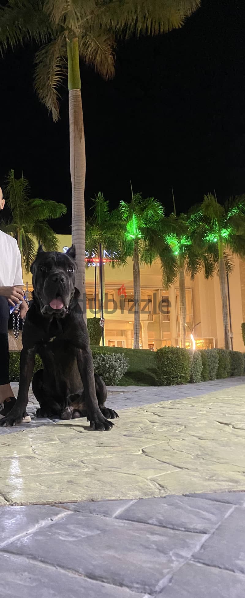 Cane corso blue 1
