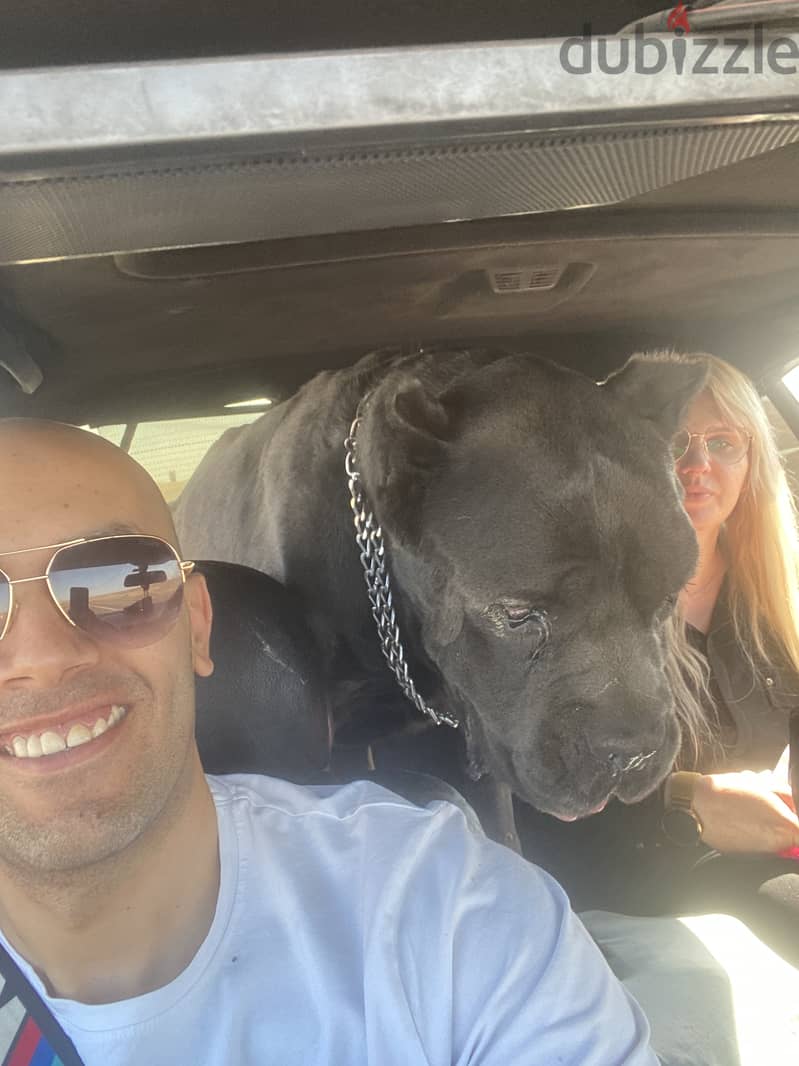 Cane corso blue 3