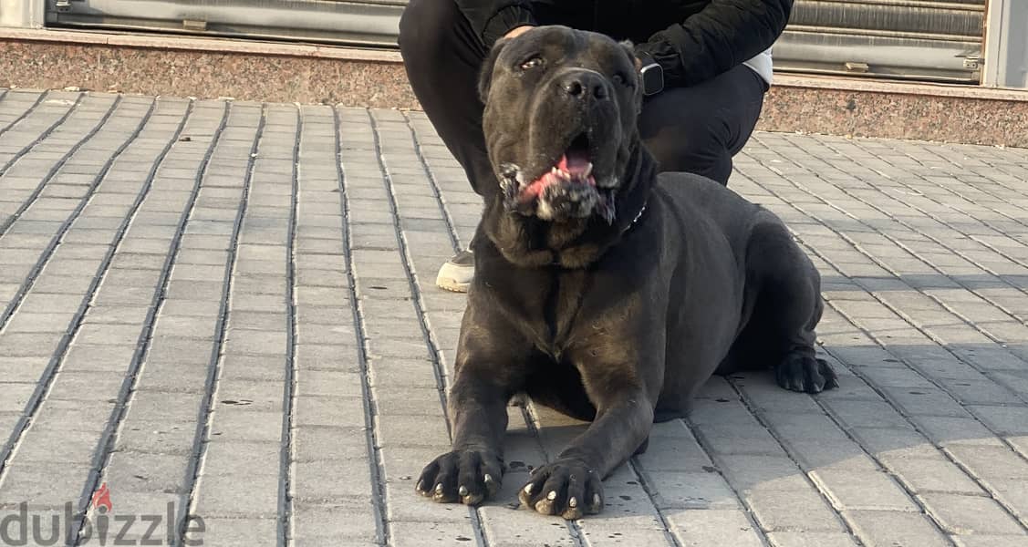 Cane corso blue 4