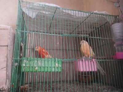 ريدرام روبين اورنج