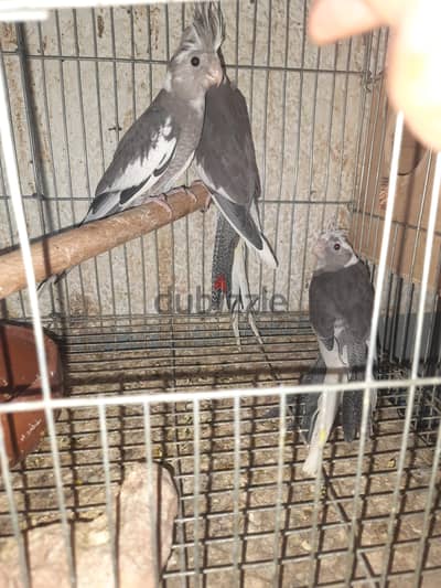 ٤شباب ٥شهور كوكتيل غير محددين الجنس