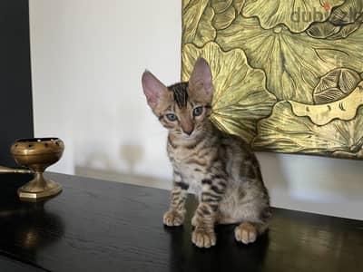 قطتين بنغال ذكور بيور للبيع | 2 Purebred Bengal Male Kittens for Sale