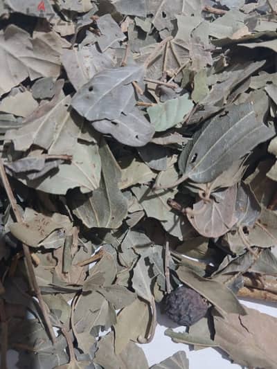 ورق سدر أصلي