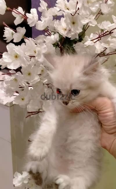 قط شيرازي بيور عنده 45 يوم
