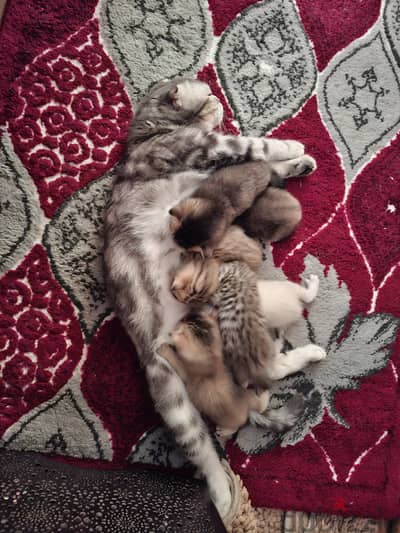 قطه للبيع
