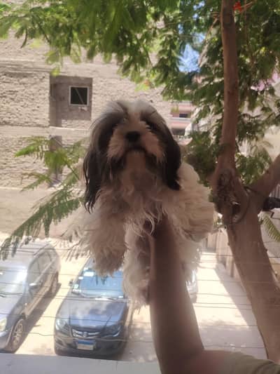 ولد وبنت شيتزو