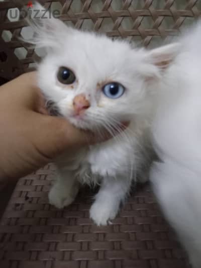 للتبنى